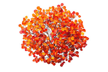 Autumn Tree with Colorful Leaves isolated on transparent background