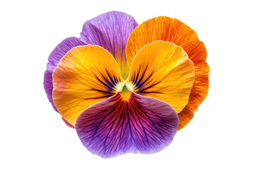 Spring Flower Pansy Isolated on Transparent Background