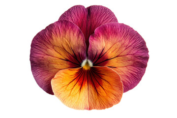 Botanical Purple Pansy isolated on transparent background