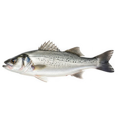 Obraz premium Single striped bass fish with visible whiskers and scales facing left isolated on a transparent background