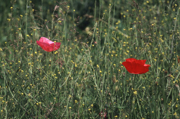 Klatschmohn auf einer Sommerwiese