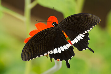 A common Mormon butterfly (Papilio polytes) seated on a red flower by spreading its beautiful wings in a blurred green background, a close up top view of open wings, Bankura, West Bengal, India © Shubhrojyoti