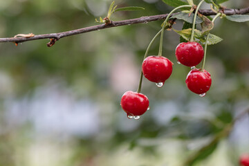 Obraz premium Fresh red cherries with water drops hanging on tree branch known as Prunus cerasus. Natural garden fruit, summer harvest, healthy food concept, soft bokeh background, copy space, 