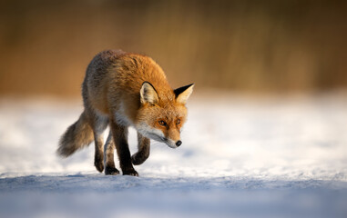Fototapeta premium Red fox ( Vulpes vulpes ) in winter scenery
