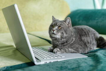 Cute gray cat lying on a laptop on a green sofa at home. Funny remote work concept, pet and technology, cozy interior, online lifestyle, work from home, digital communication, domestic life.