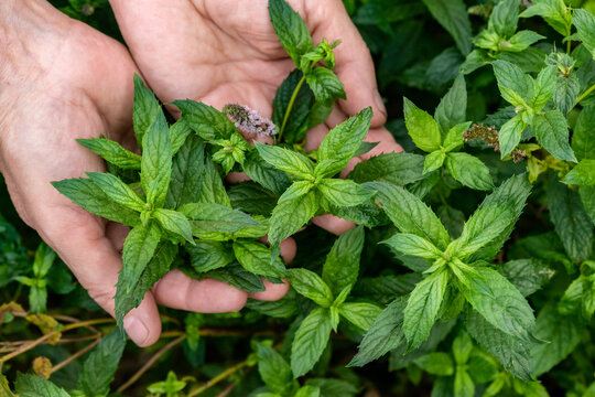 Hands holding fresh mint growing in a garden, close-up of green aromatic herb with leaves and flower spikes.
