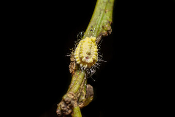 Fototapeta premium Macro of Fuzzy Yellow Insect Larva on Plant Stem