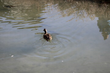 Female Mallard Duck Swimming Away Across Quiet Pond