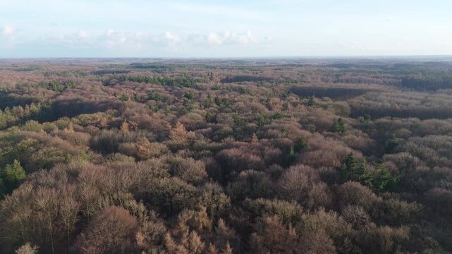 Drone Fly Forward Over Bare Winter Trees in Bulskampveld Forest, Belgium | FlyLens