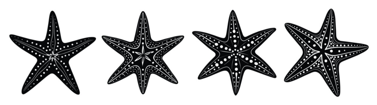 star fish illustration 