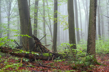 Obraz premium Misty morning in the green forest