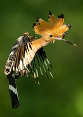 Fototapeta premium Eurasian hoopoe bird in early morning light ( Upupa epops )