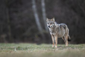 Fototapeta premium Grey wolf ( Canis lupus ) close up