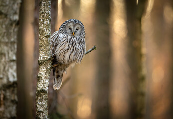 Fototapeta premium Ural owl ( Strix uralensis ) close up