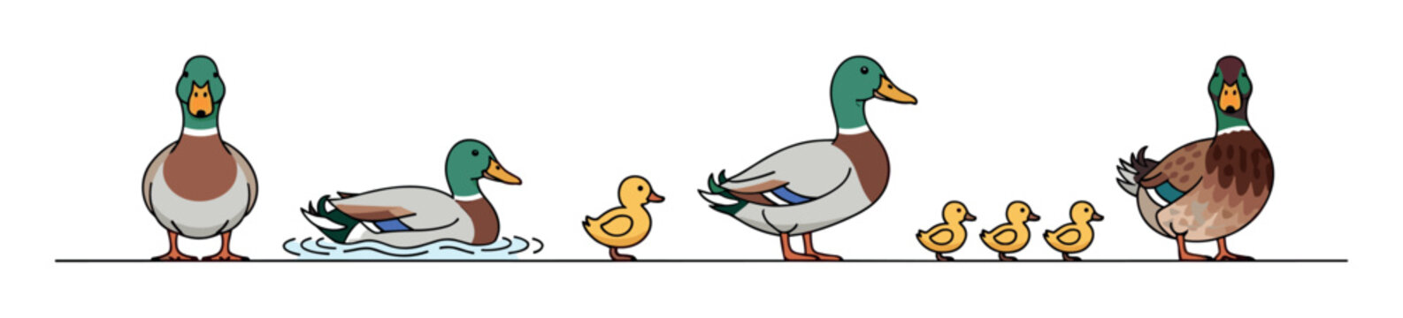 Set of illustrated cartoon mallard ducks and cute yellow ducklings in various poses, including standing, swimming, and walking in a line, depicting a charming bird family