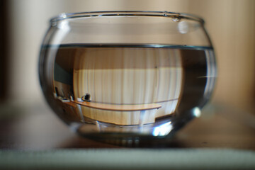 Reflection in a glass bowl of water on a table