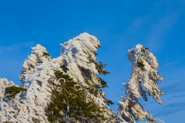 wide winter fir tree forest glade in snow under blue cloudy sky © Yuriy Kulik