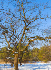 forest in snow at the bright winter day
