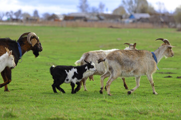 Fototapeta premium A herd of goats is grazing on a green meadow of different colors. They are grazing on a green meadow. They are eating grass and running around the field.