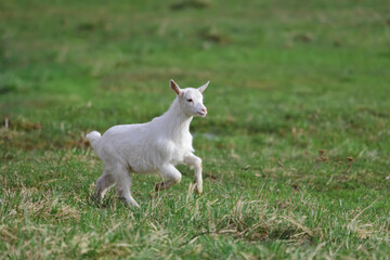 Obraz premium A baby goat is running through a field of grass