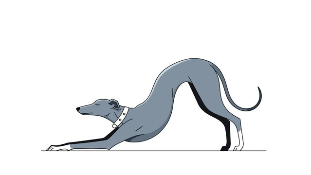 A graceful greyhound dog in a deep stretching pose, reminiscent of a downward dog, wearing a simple white collar.