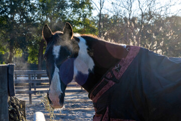A horse with two different eyes colors in the cold Florida morning light