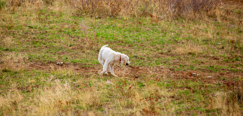Naklejka premium A hunting dog looks out for prey in the mountains. The Golden Retriever is a good hunter of game. The dog peers into the distance and sniffs out the game.
