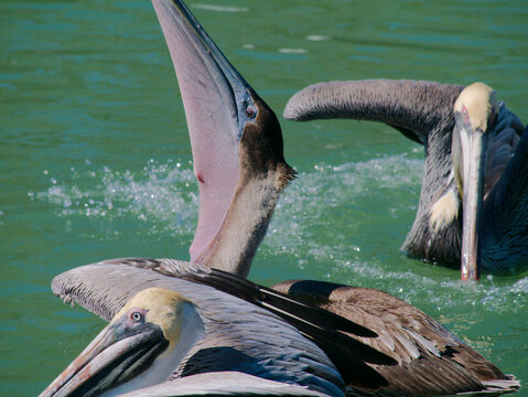 Graceful Pelican With Open Beak gullet gular pouch, Gliding on Calm Blue Water Under Bright Sunlight. Turquoise water with its expansive beak open, reflecting light. The scene captures wildlife in a s