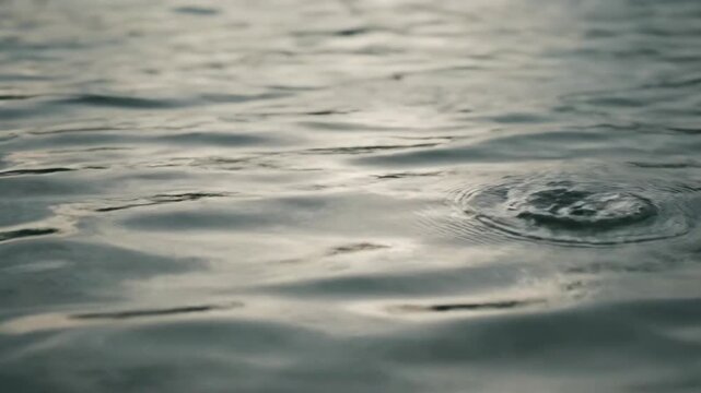 Water droplet bounces back from surface forming a small splash and then ripples expand on a calm evening lake surface.