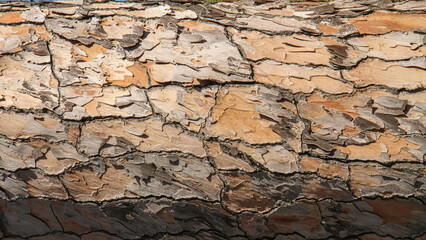 Fototapeta premium Closeup of rough pine tree bark with layered cracked plates in warm brown tones. Natural organic texture for background, design, and eco themes.