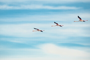 Obraz premium Italy Tuscany province of Grosseto Principina beach Maremma Natural Park colony of flamingos in flight