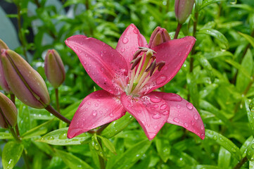 Pink lilly