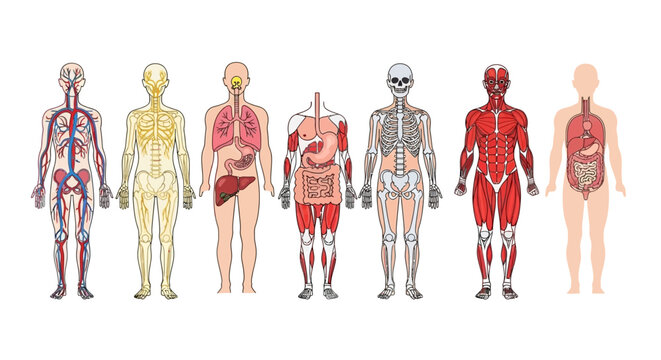 Anatomical illustrations showcasing the human body's systems including circulatory, muscular, skeletal, digestive, respiratory, and integumentary systems.