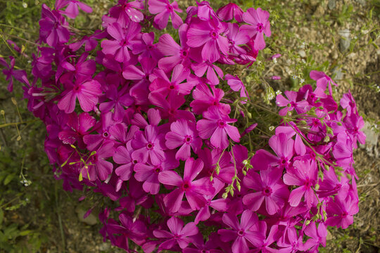 close up pink Moss Phlox