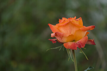Fototapeta premium Orange rose flower with soft blurred green background and copy space