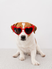 Cute Jack Russell Terrier dog with red heart shaped sunglasses sitting on a white background