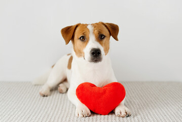 Cute Jack Russell Terrier dog with red toy heart lying on a white background