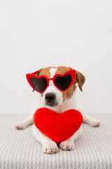 Cute Jack Russell Terrier dog with sunglasses and heart lying on a white background