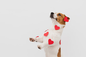 Portrait of adorable Jack russell Terrier dog  covered with red paper hearts on white background with copy space