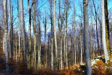 European beech (Fagus sylvatica) temperate, deciduous, leafless forest