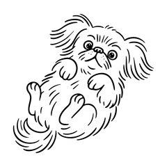 Obraz premium Cute fluffy puppy lying on its back with paws up. Doodle black and white line art. Ideal for coloring pages, stickers, and pet related stationery. pekingese. Vector illustration