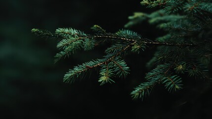 Close Up of Green Spruce Branch with Water Droplets and Dark Green Background in Natural Lighting for Decoration and Festive Ambience