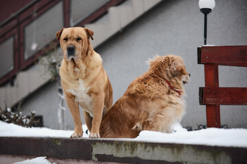 Shar Pei and Golden Retriever mix breed dog posing for a photo
