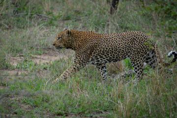 Male leopard stalking through the green grass in Kruger National Park.  © Anna