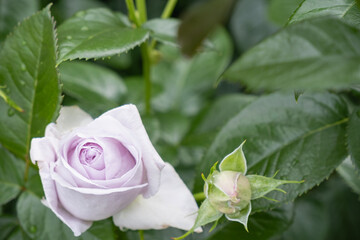 緑の葉に囲まれた淡いラベンダー色のバラと蕾