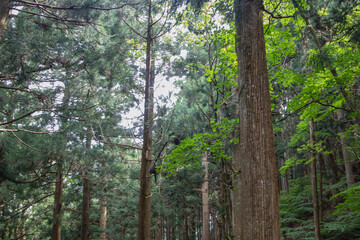 深く静かな日本の杉林と森の風景