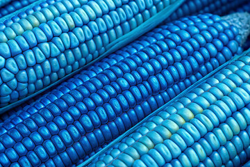 macro photo of corn kernels in vivid blue tones
