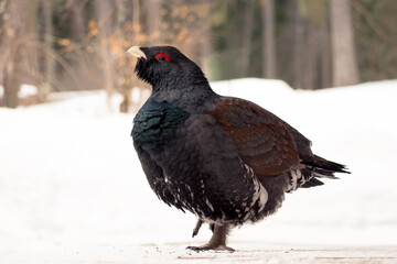 A male capercaillie staying in a winter forest.