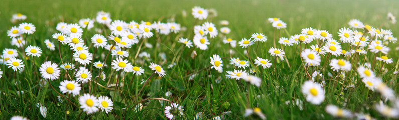 Fototapeta premium Daisies flourish in the green grass under the sunlight.
