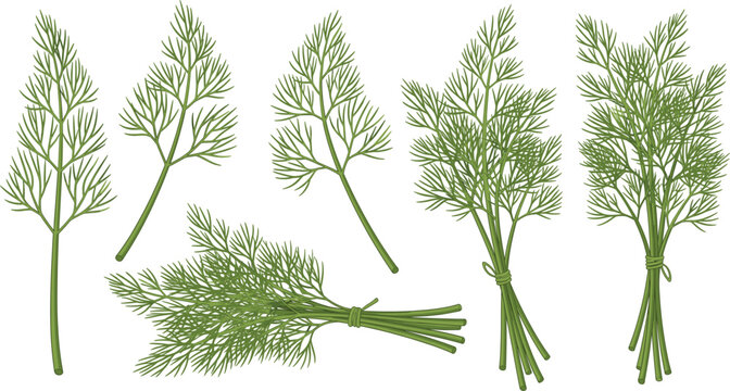 Fresh green dill herb vector set with individual sprigs and tied bunches for culinary seasoning healthy food cooking and organic botanical design.